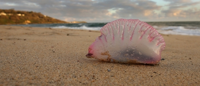 Portuguese Man O War